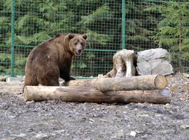 Центру реабілітації бурих ведмедів у Синевирі бракує грошей на харчування клишоногих