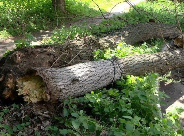 На Рахівщині дерево впало на машину