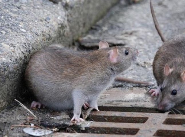 У Мукачеві в каналізаційній мережі водиться чимало щурів