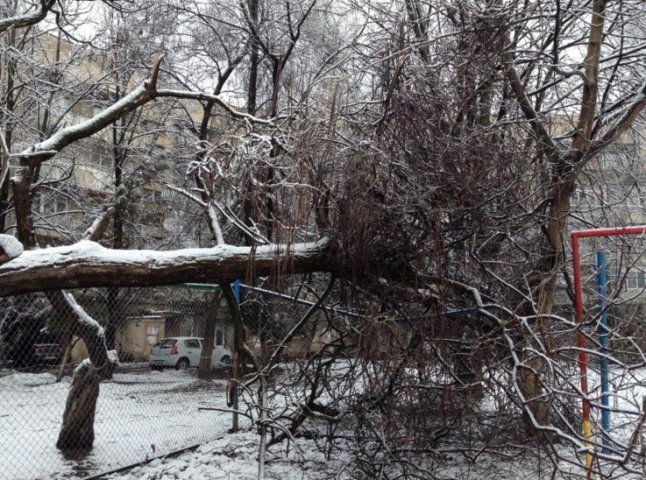 В Ужгороді дерево впало на дитячий майданчик