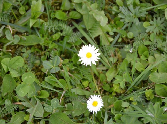 На Закарпатті аномалія: у національному парку "Синевир" в осінній час ростуть весняні квіти (ФОТО)