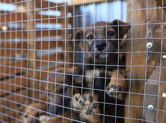 Пухнаста історія: як ужгородські волонтери допомагають безпритульним тваринам