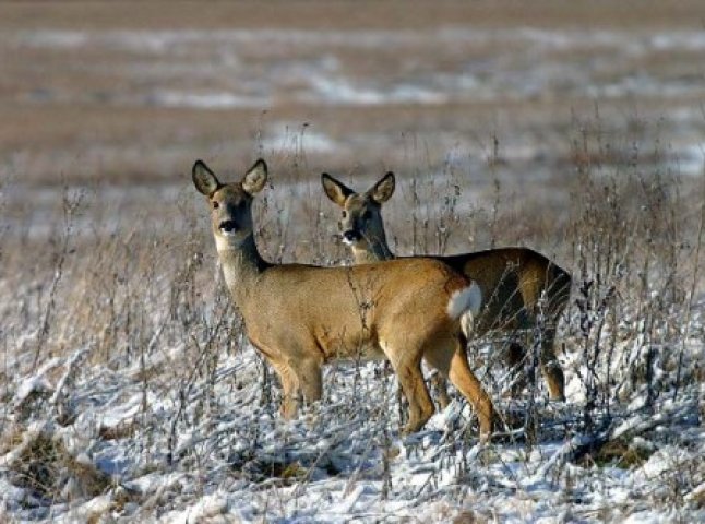 Міліція підозрює жителя Черкащини у вбивстві двох косуль на Хустщині