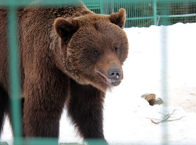Царство клишоногих: губернатор Закарпаття з міністром екології навідались до реабілітаційного центру для бурих ведмедів (ФОТО)