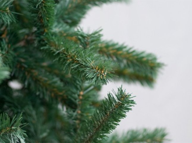 Священники Закарпаття закликають не рубати дерева для новорічних свят