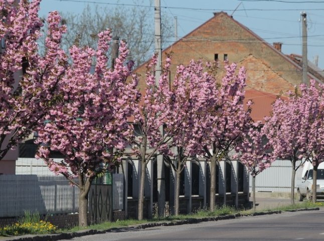 Неймовірна краса: у Мукачеві квітне найдовша алея сакур на Закарпатті