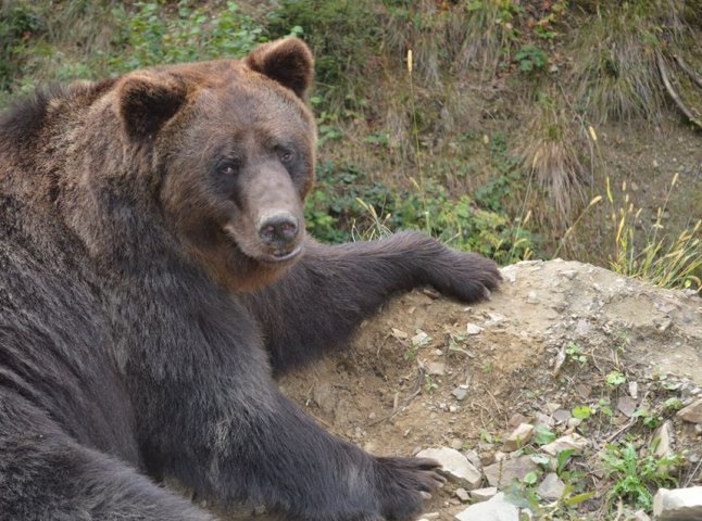 Закарпатські ветеринари оглянули ведмедів, які проживають у НПП "Синевир"