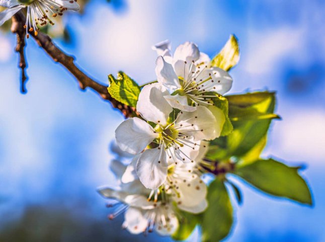 Погода підготувала весняний «сюрприз»: перед Великоднем температура різко зміниться