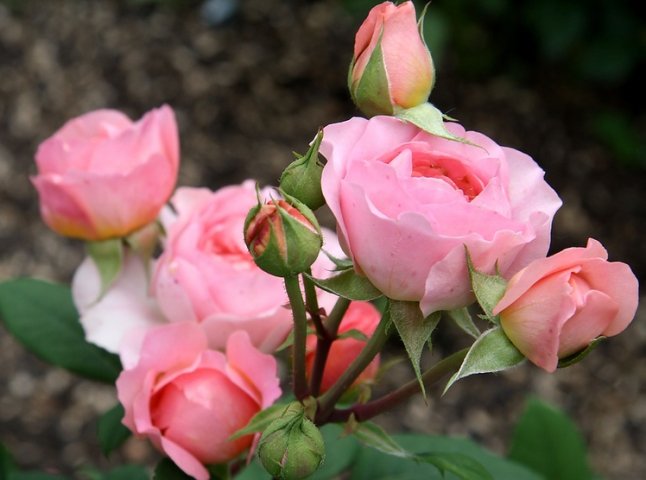 В Ужгороді можуть відновити трояндовий розарій