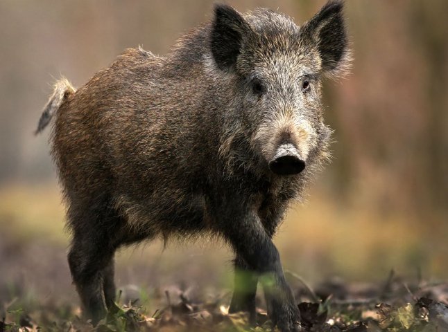 В урочищі, що на Виноградівщині, через випадок африканської чуми проводиться відстріл диких кабанів