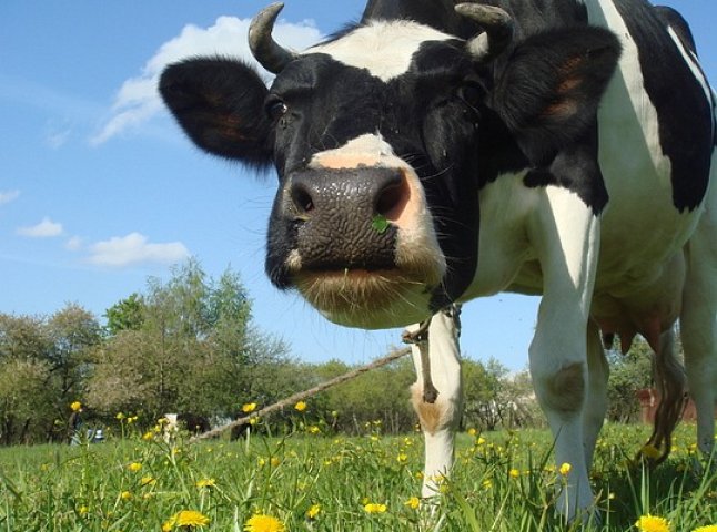 У Свалявському районі струмом вбило корову