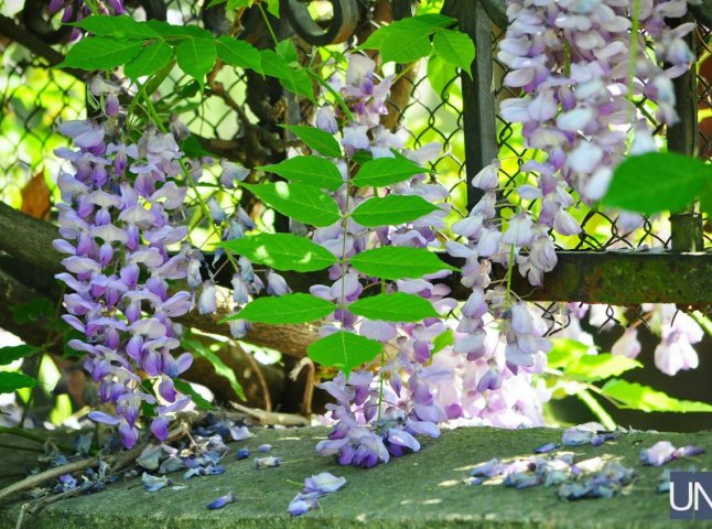 Метеликові ліани розквітли в Ужгороді