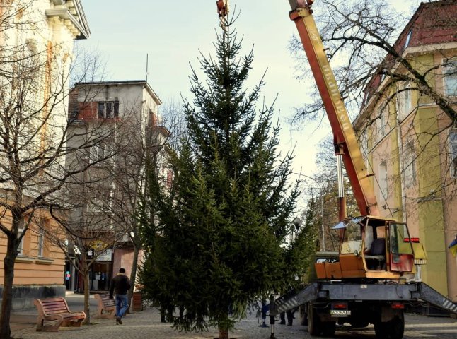 У центральній площі Берегова почали встановлювати головну новорічну ялинку міста