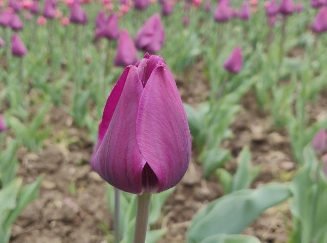 В Ужгороді масово розквітли тюльпани