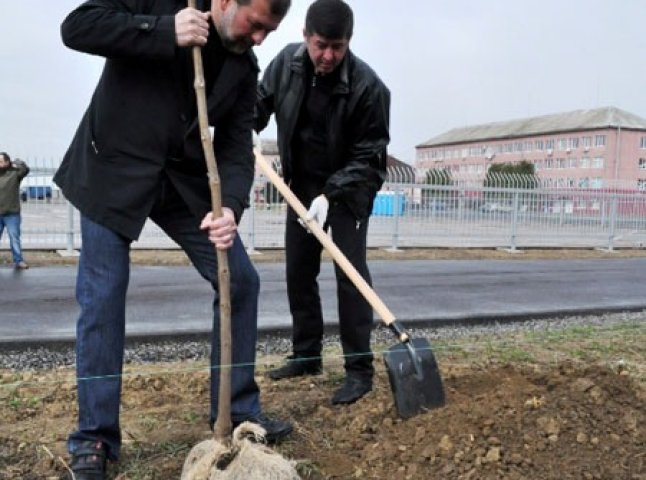 Брати Балоги з бізнесменами висадили в Мукачеві 100 катальп (ФОТО)