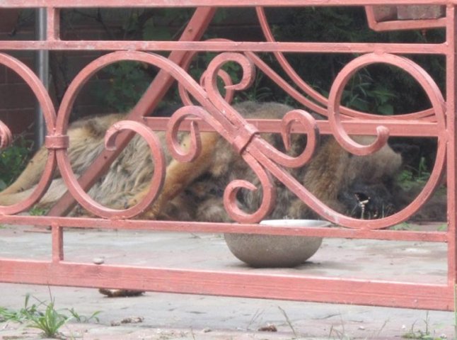 У дворі одного із жителів Хуста із голоду помер собака. Сусіди обурені