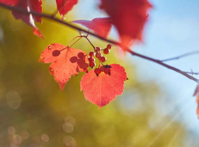 Синоптики розповіли українцям, якою буде погода в листопаді 2025 року Синоптики розповіли українцям, якою буде погода в листопаді 2025 року