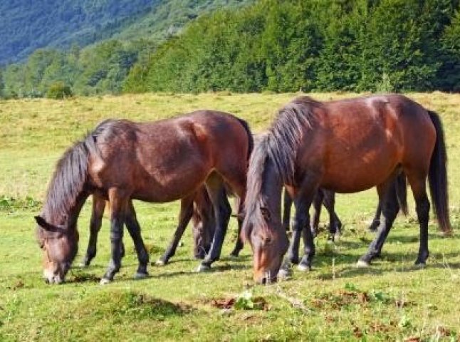 На Свалявщині відбулося Свято гуцульського коня (ВІДЕО)