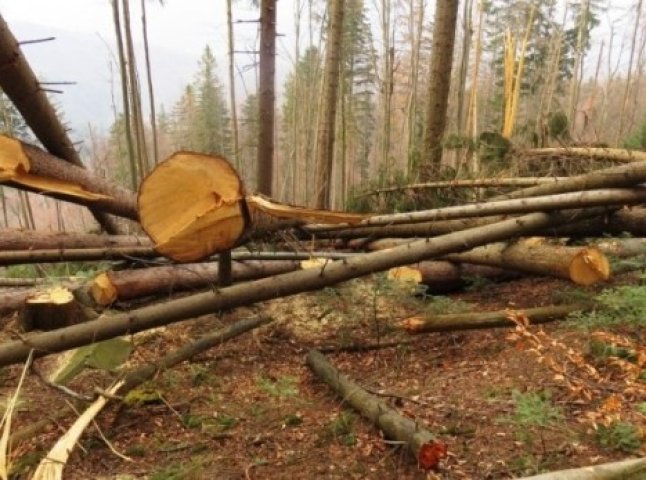 На Тячівщині за 5 місяців незаконно вирубали лісу на майже 4 мільйони гривень