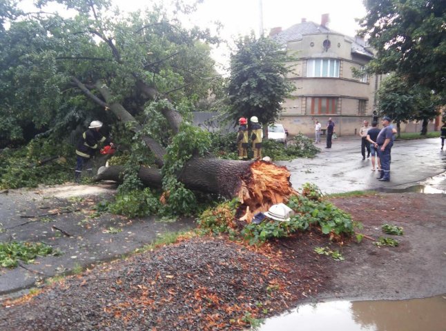 В Ужгороді внаслідок буревію на дорогу впала липа