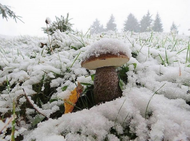 Перший сніг у Карпатах прогнозують вже за два дні