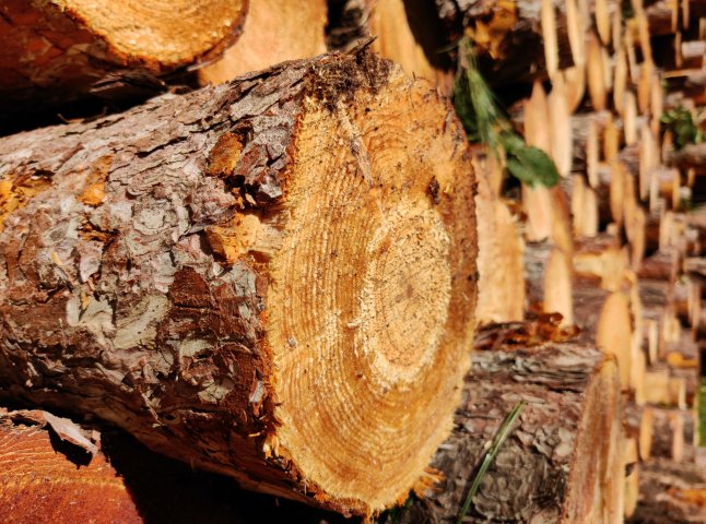 З держлісництва на Закарпатті стягнули 2,3 млн грн за незаконно зрубаний ліс