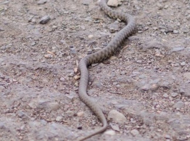 Неподалік Ужгородської ЗОШ №5 теж бачили змію