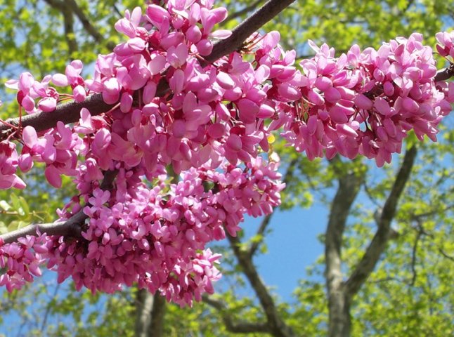 Напередодні Великодня в Ужгороді розквітло Іудине дерево