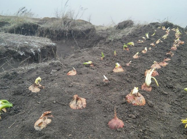 В окопах закарпатські бійці АТО вирощують цибулю (ФОТО)