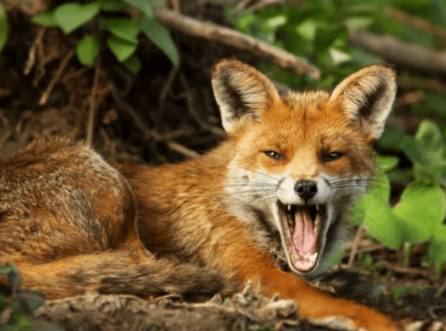 Скажена лисиця покусала людину на Свалявщині
