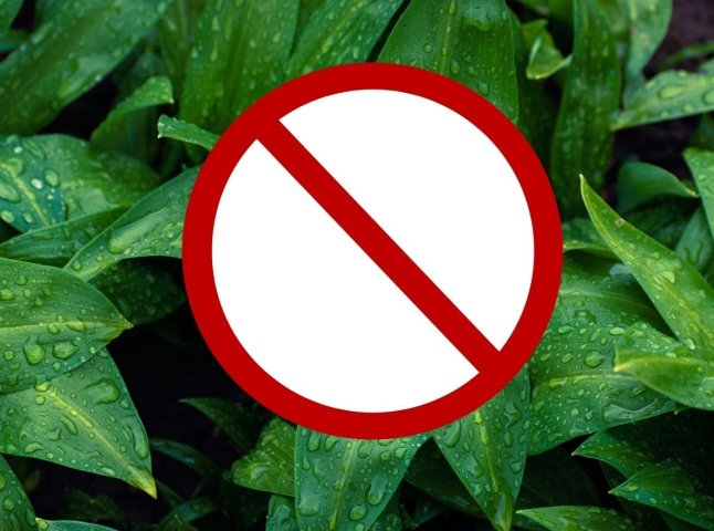 Заборонений смаколик: яку рослину не можна зривати