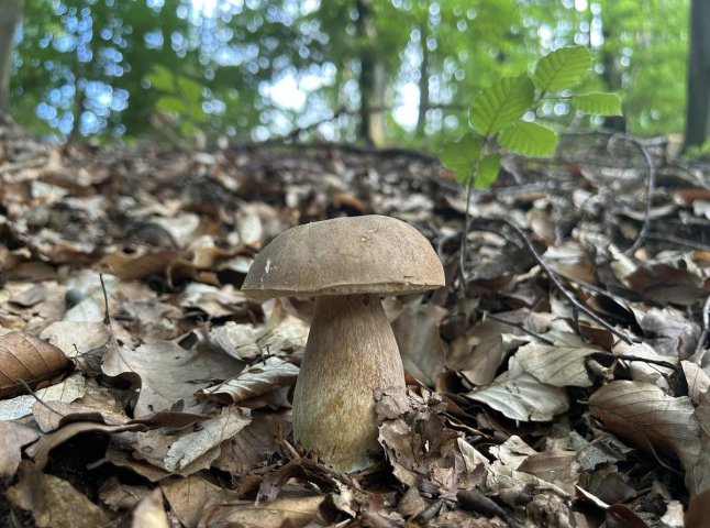 Грибний сезон у розпалі: в яких районах Закарпаття вже збирають гриби