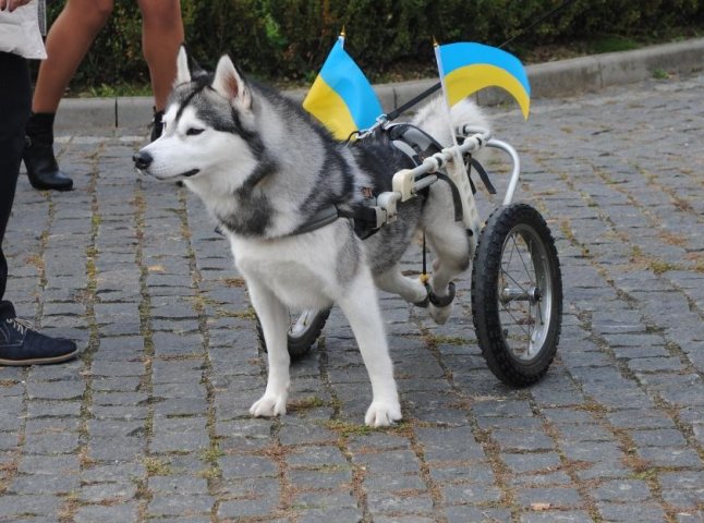 Пес на візку став одним із учасників маршу за права тварин в Ужгороді