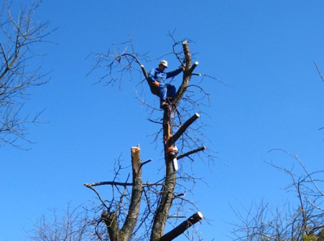 Цього тижня ужгородські комунальники розпочнуть роботи з кронування дерев