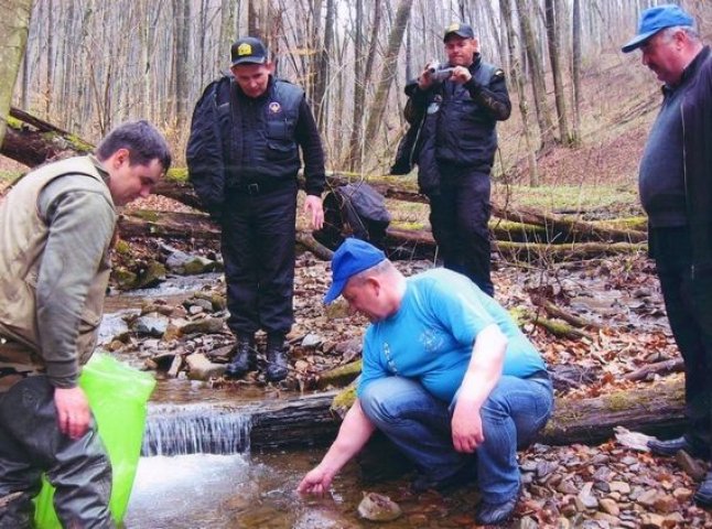 У притоках Латориці рибалки випустили понад 7 тисяч мальків струмкової форелі