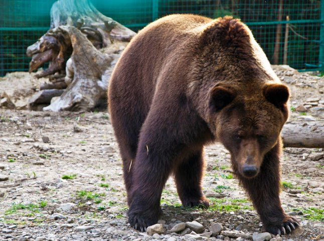 У НПП "Синевир" радіють за повну реабілітацію одного із ведмедів