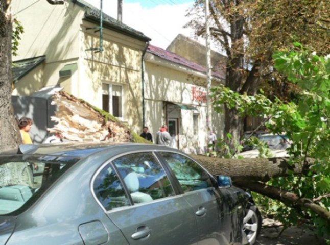 В Ужгороді гілка дерева впала на припаркований BMW і розтрощила його передню частину (ФОТО)