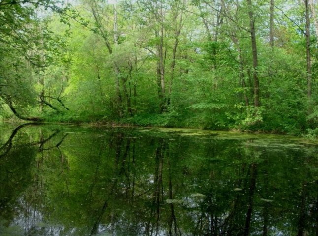 Неподалік села Кінчеш виявили тіло 43-річного мешканця Ужгородщини