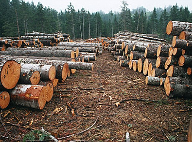 Лісник та керівник одного з районних відділів поліції Закарпаття "кришували" незаконну вирубку лісів