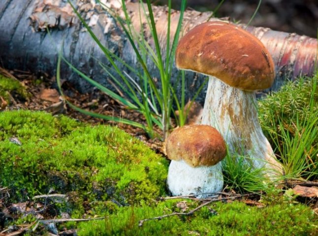 Розпал грибного сезону: де на Закарпатті найбільш "грибні" місця?