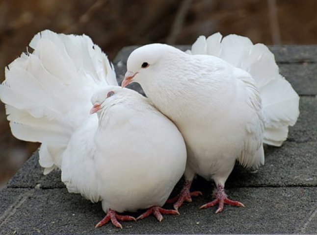 На Мукачівщині у чоловіка вкрали більше трьох десятків голубів