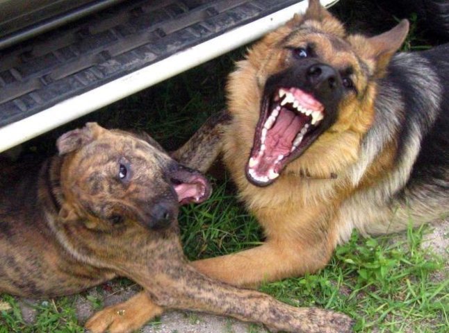 Зграї бродячих псів тероризують жителів Мукачева