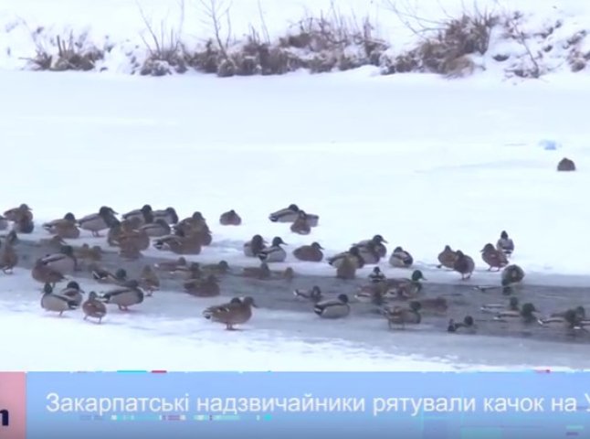 Ужгородські рятувальники рятували качок, які примерзли до льоду на річці Уж
