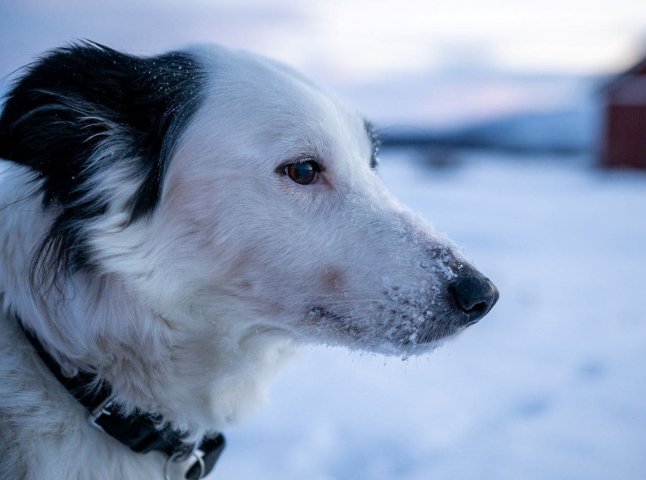 Поліція Ужгорода перевірить інформацію про утримання тварини на морозі