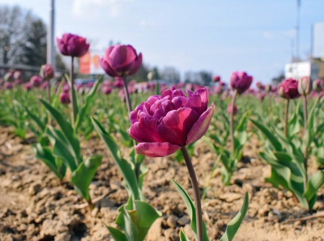 В Ужгороді розцвітають тюльпани
