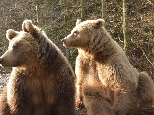 На Закарпатті ведмеді прокинулися після зими
