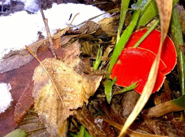 У лютому на Закарпатті в лісі знайшли гриби