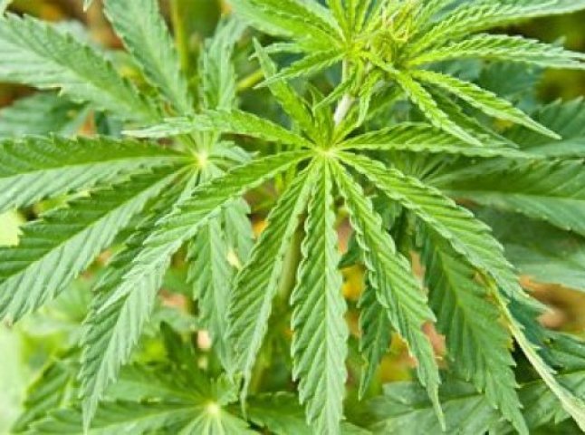 Двоє мешканців Ужгородщини облаштували плантацію марихуани