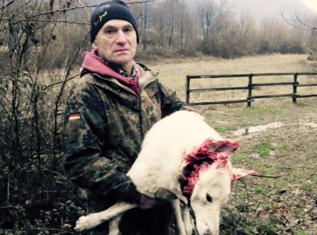 Нетверезий депутат Закарпатської облради вбив собаку лісника, – ЗМІ