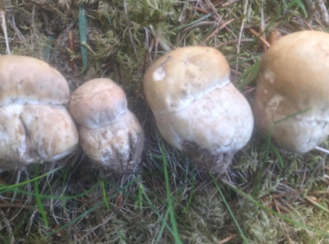 Закарпатці у соцмережі показують знайдені гриби